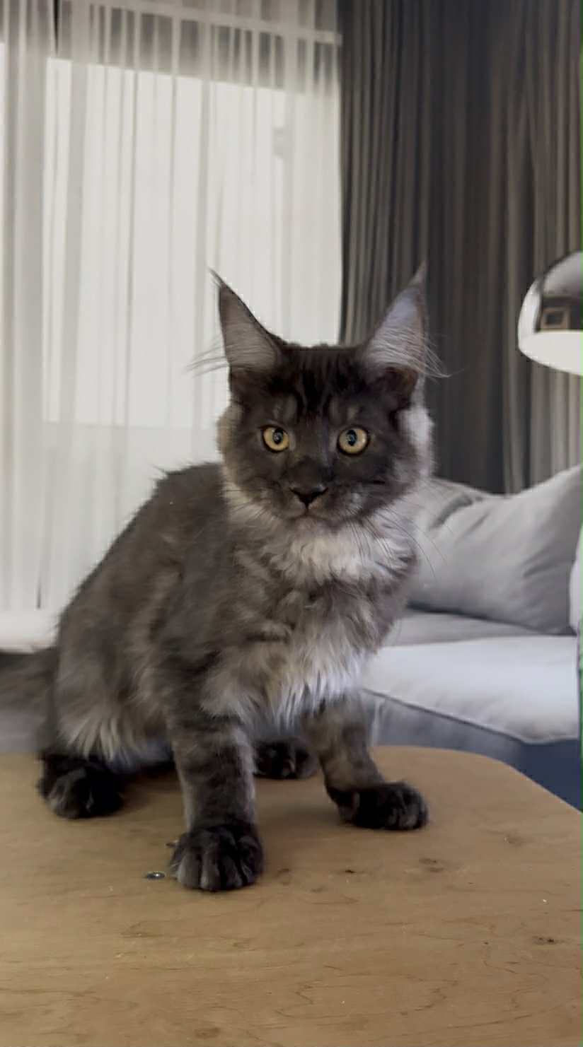 Hector-Male - Image 7