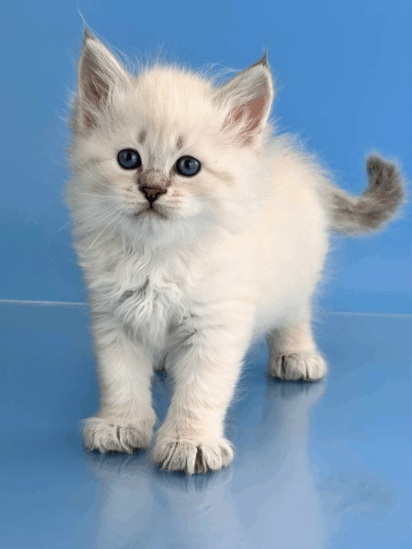Teodor-Male - Image 3