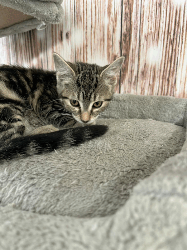 Olive-Female - Image 4