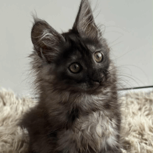 Leya-Female