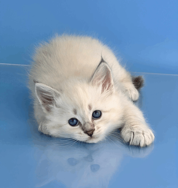 Teodor-Male - Image 4