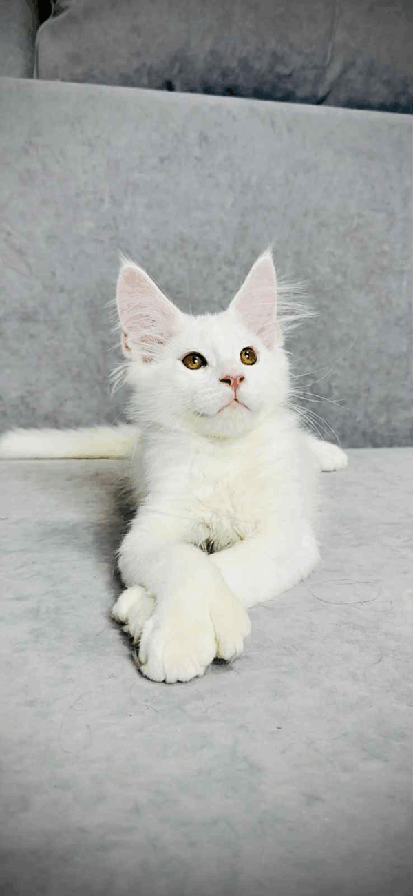 Sebastian-Male - Image 5