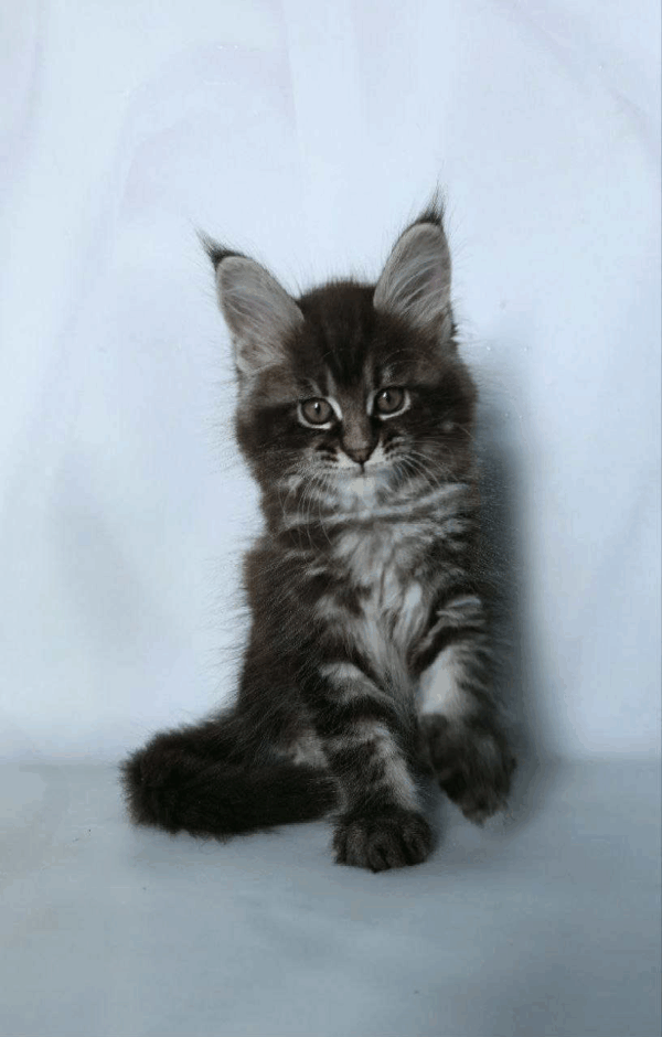 Scamander-Male - Image 10