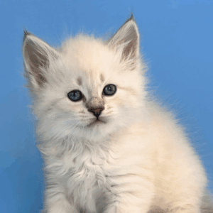 Teodor-Male
