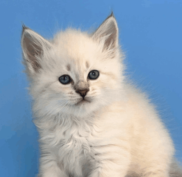 Teodor-Male