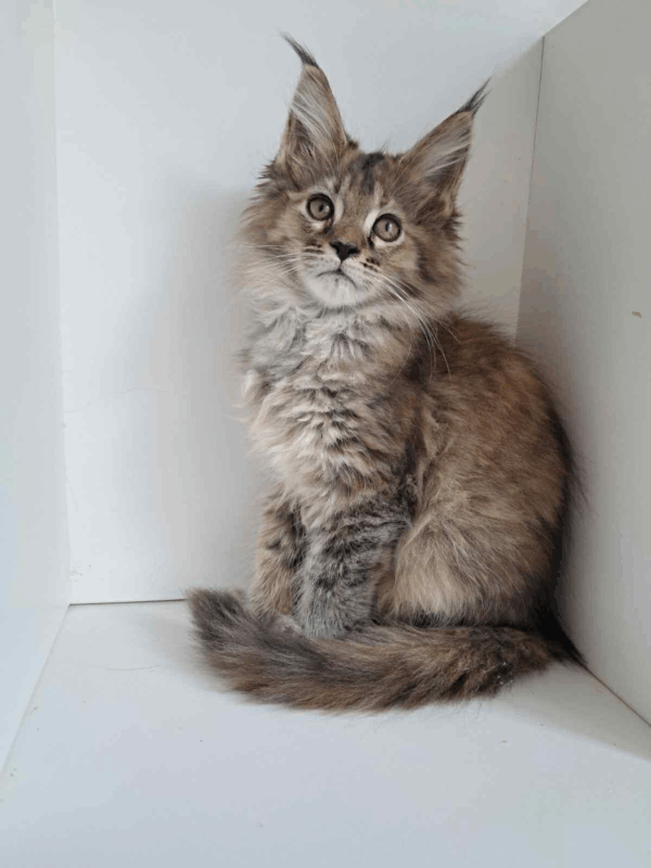 Fanni-Female - Image 8