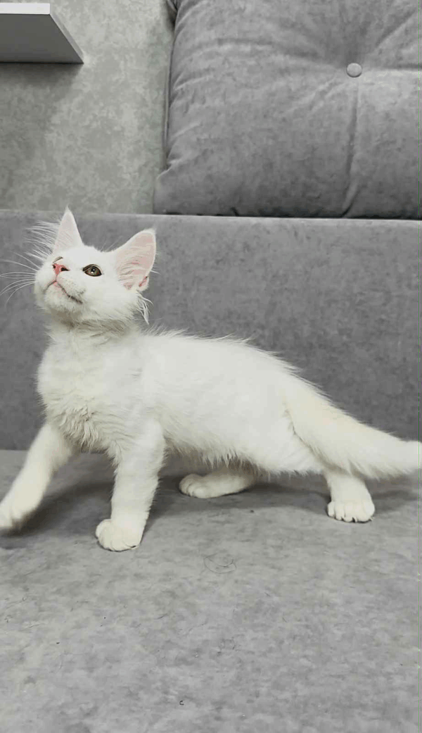 Sebastian-Male - Image 4