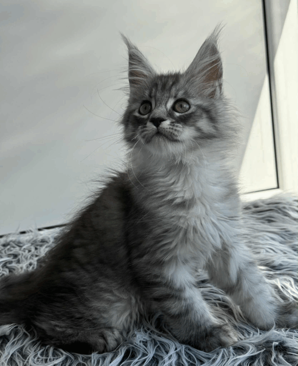 Laska-Female - Image 3