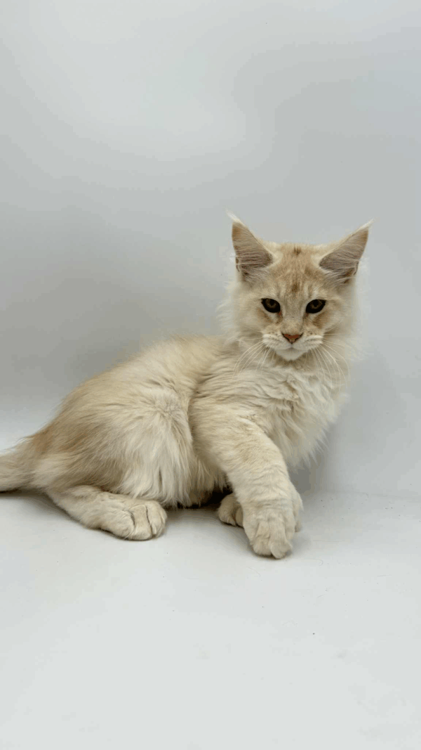 Bruno-Male - Image 4