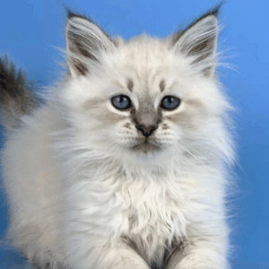 Teodor-Male