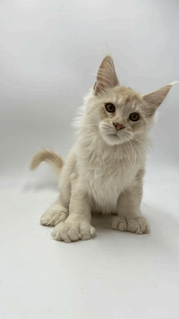 Bruno-Male - Image 6