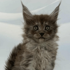 Hloe-Female