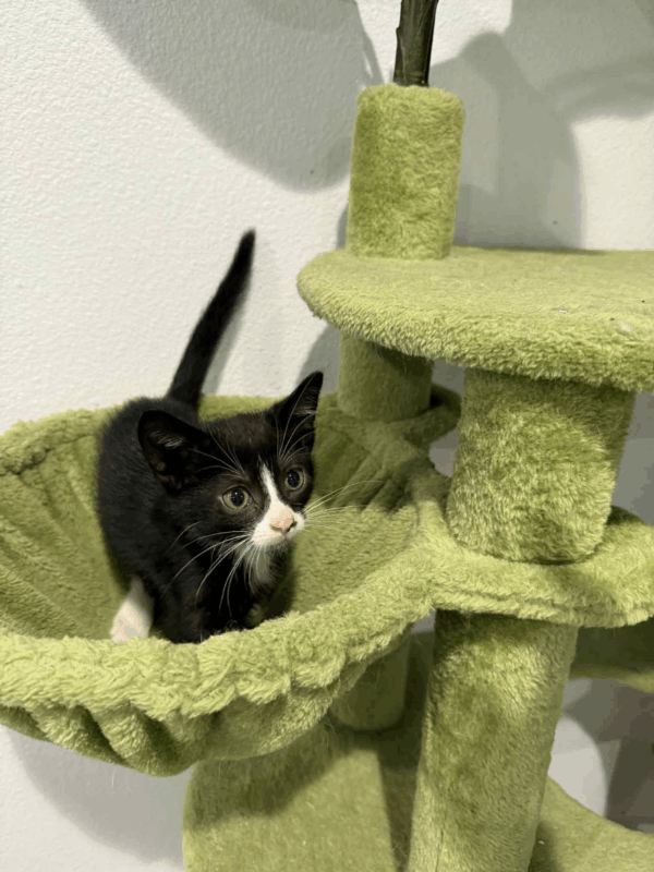 Poppy-Female - Image 7