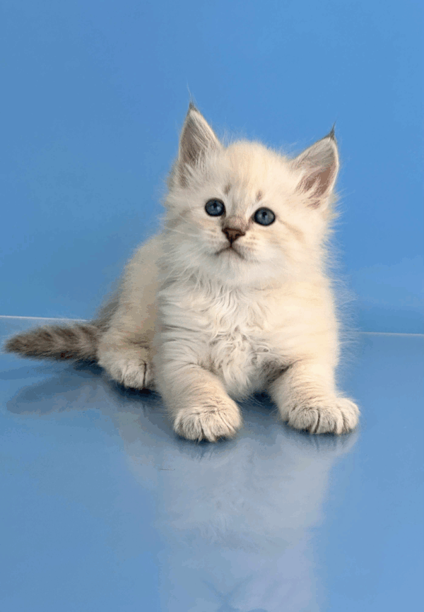 Teodor-Male - Image 2