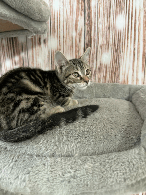 Olive-Female - Image 3