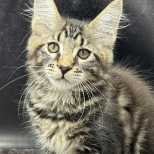 Benny-Male