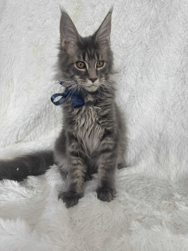 Floyd-Male - Image 2