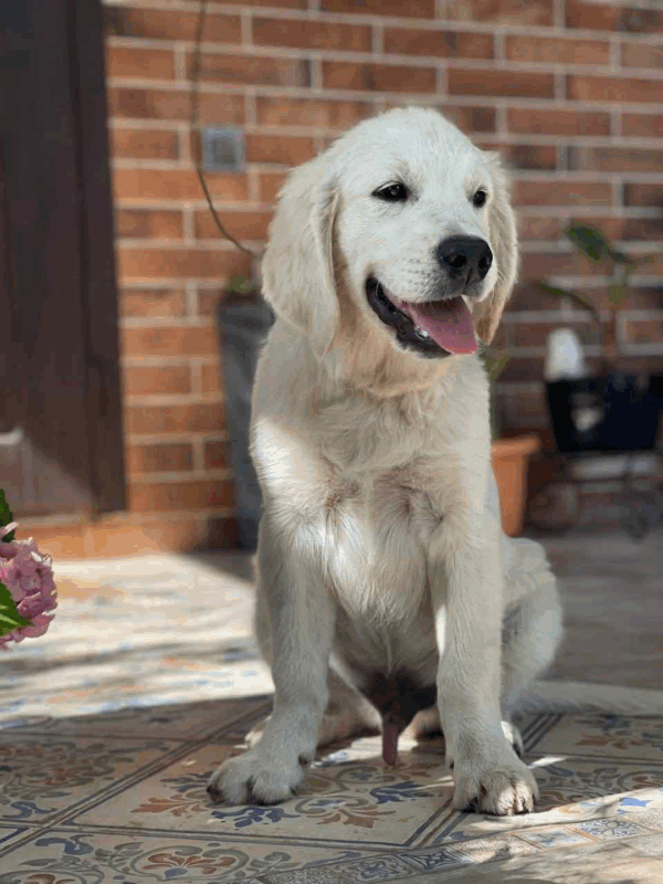 Gunnar-Male - Image 3
