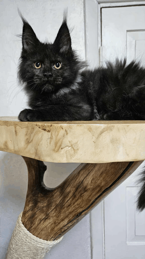 Yozef-Male - Image 2