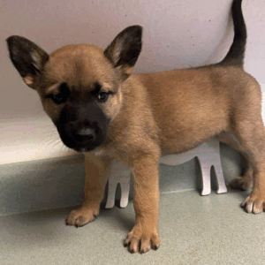 Moxie-Female