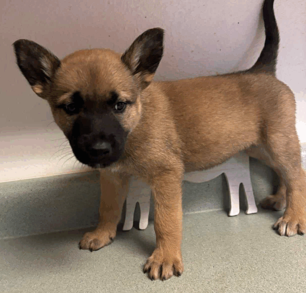 Moxie-Female