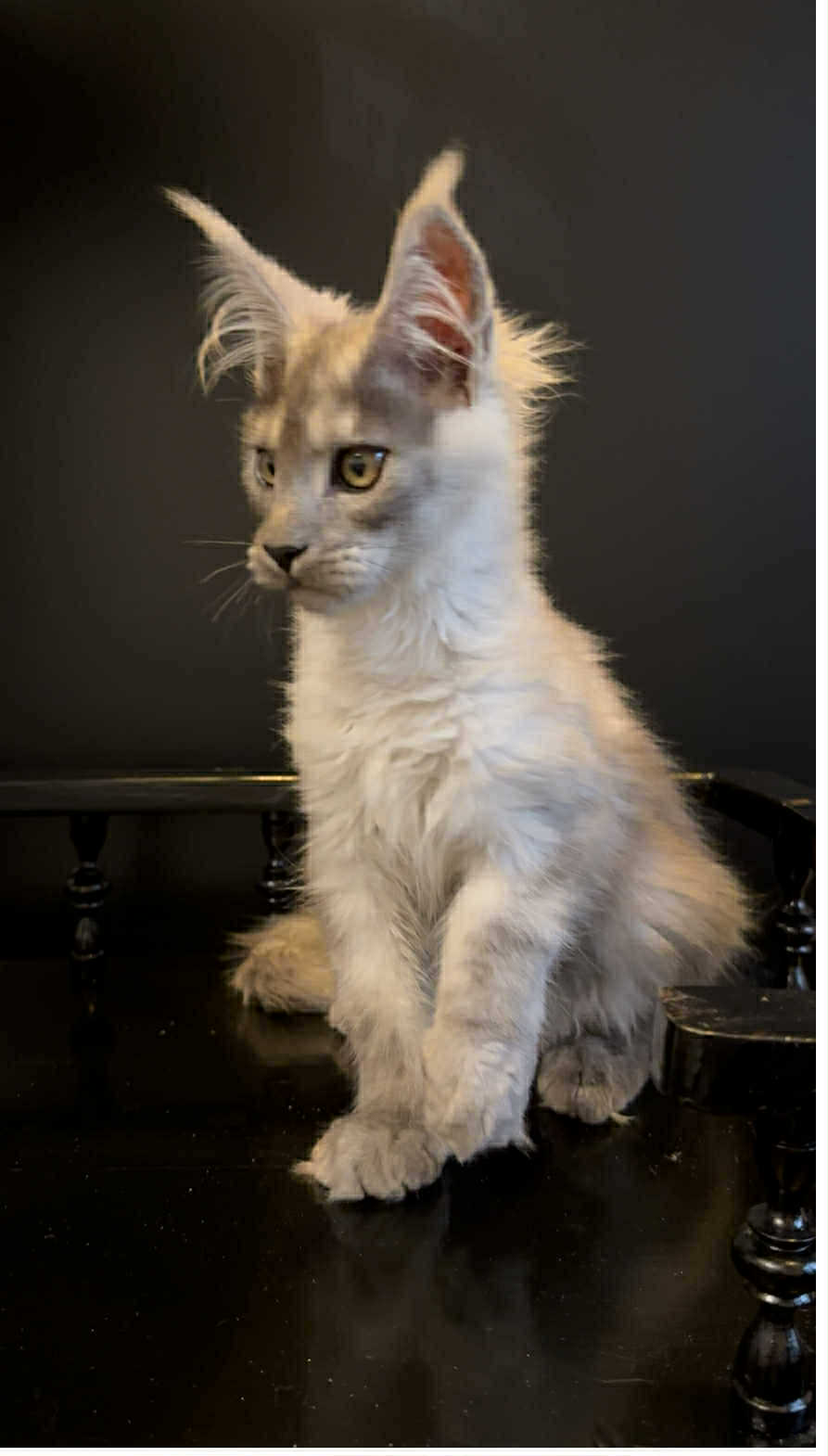 Gavryusha-Male - Image 5