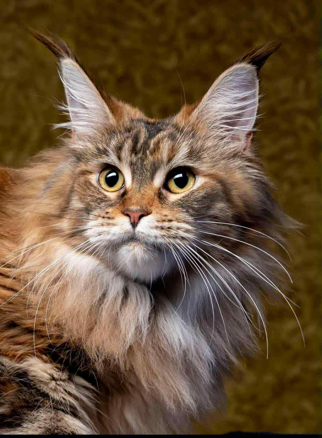 Buddy-Male - Image 9