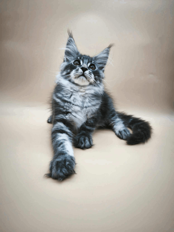 Roy-Male - Image 3