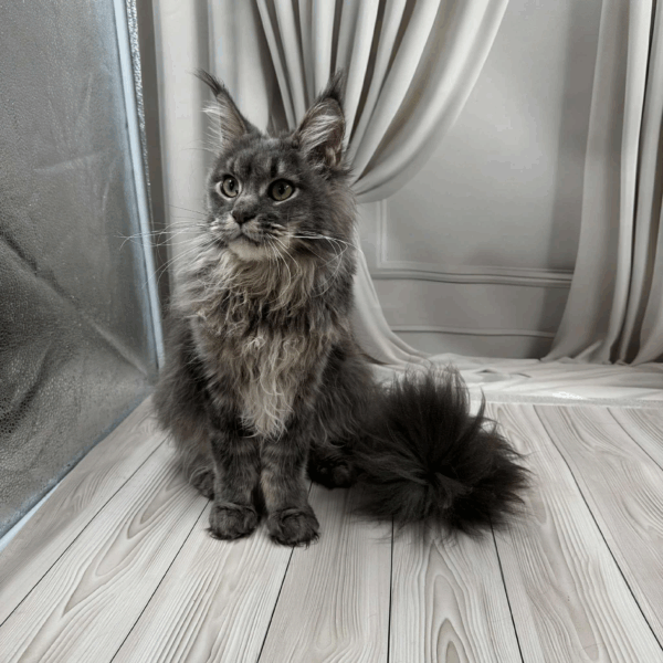 Nika-Female - Image 13