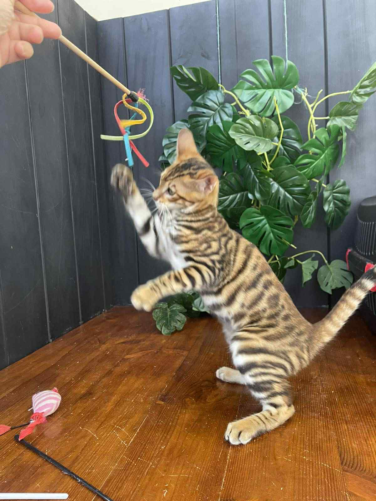 Khymber-Male - Image 9