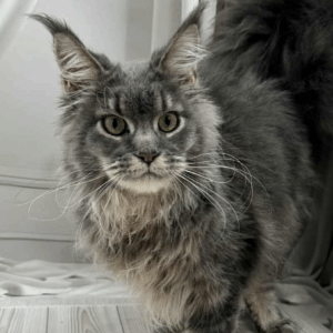 Nika-Female