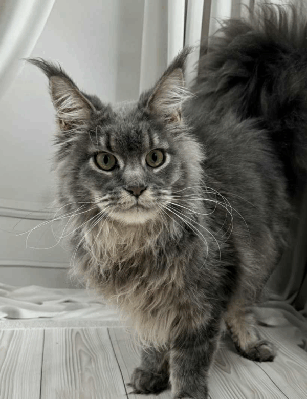 Nika-Female