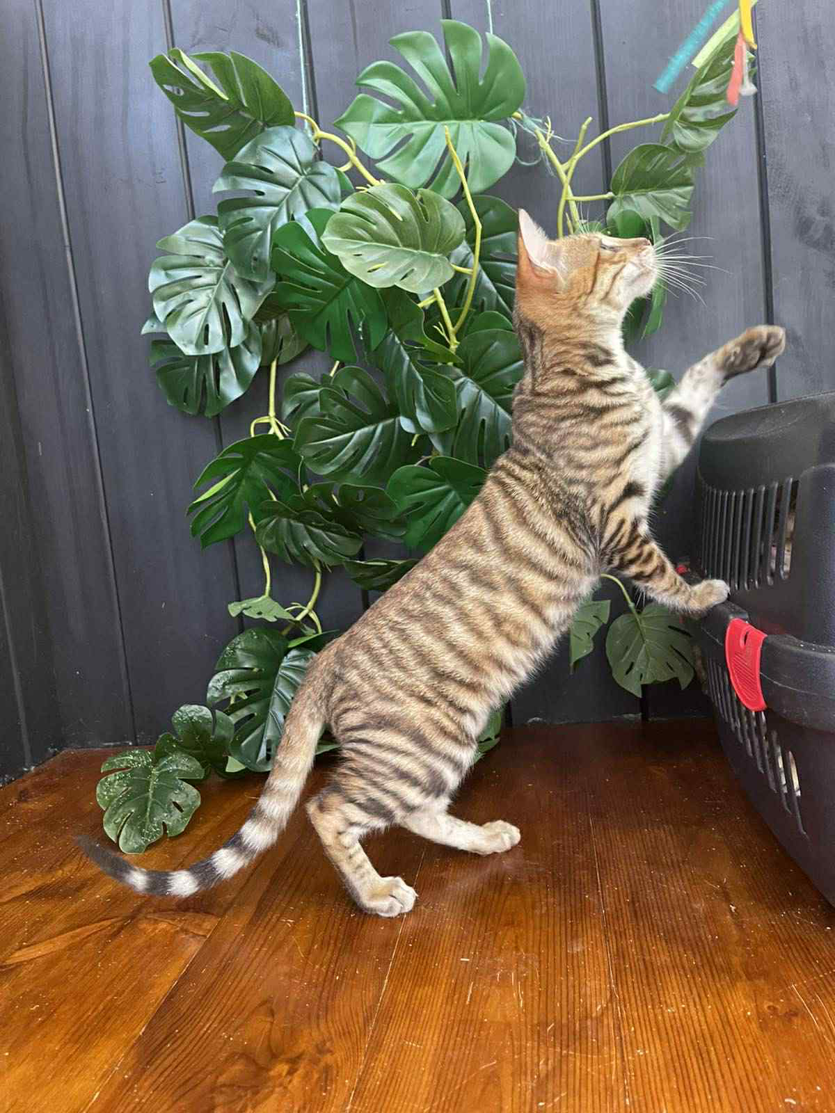 Khymber-Male - Image 6