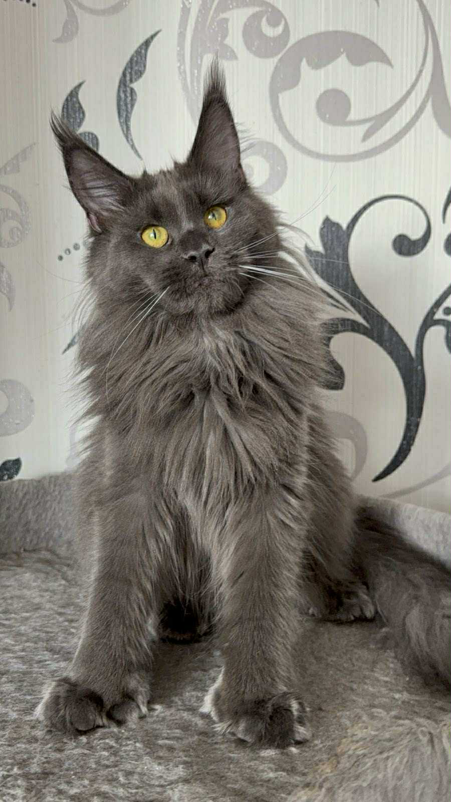 Barbara-Female - Image 5