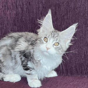 Tina-Female
