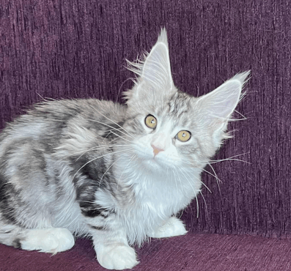 Tina-Female