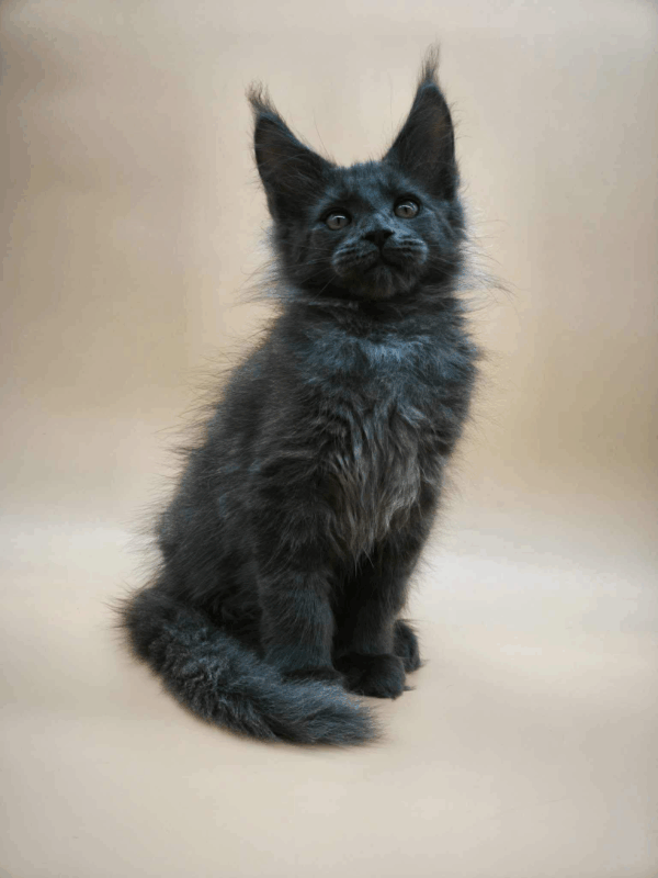 Ricky-Male - Image 8