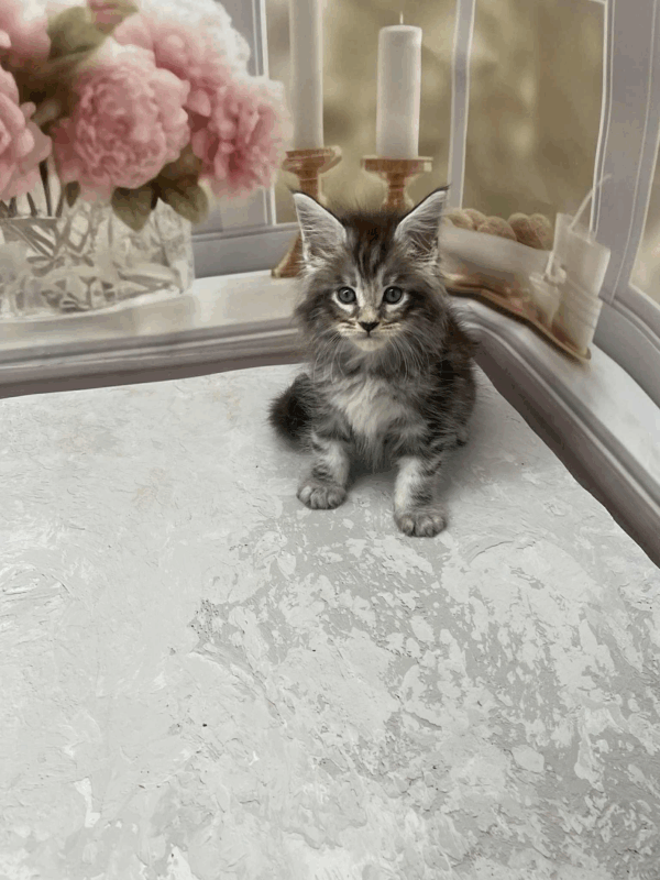 Samson-Male - Image 12