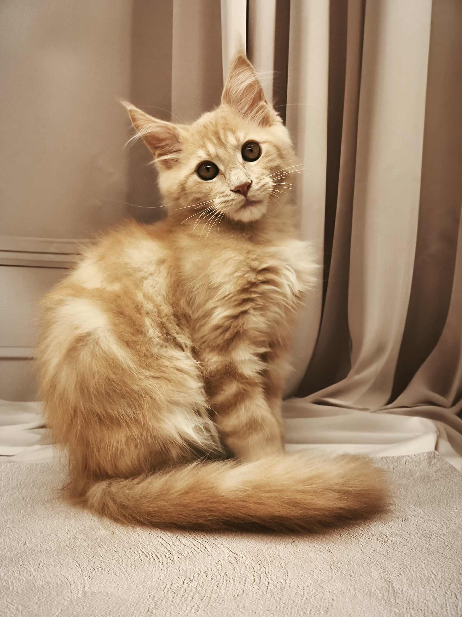 Barhan-Male - Image 3