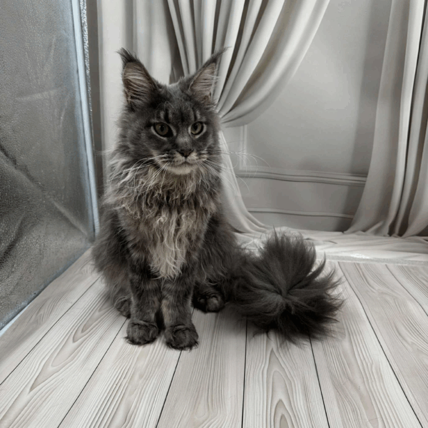 Nika-Female - Image 15