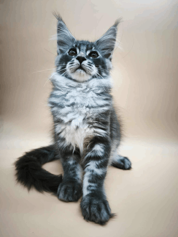 Roy-Male - Image 8