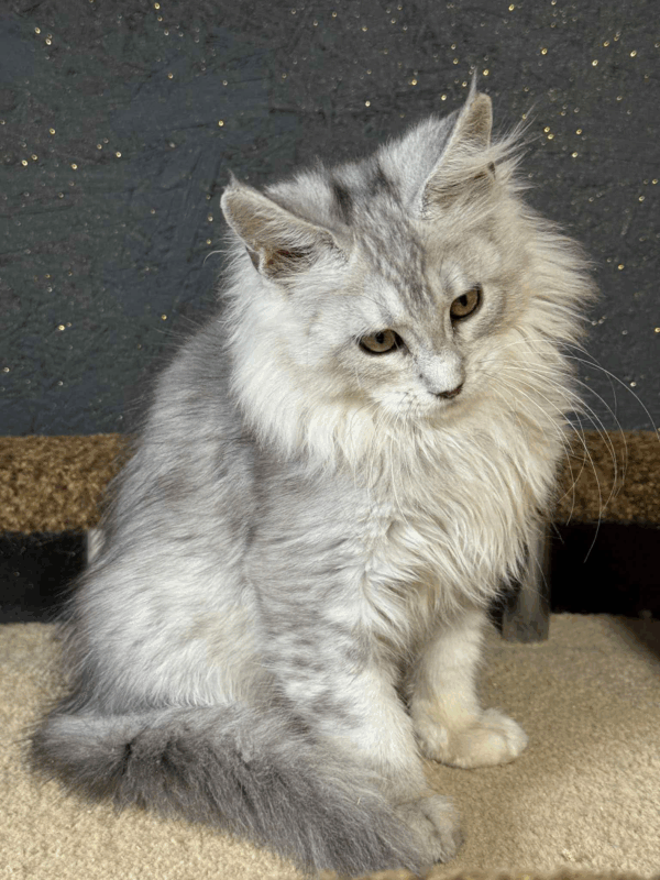 Milana-Female - Image 12