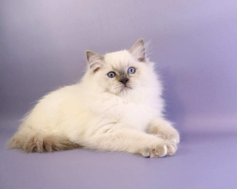 Ice Cream- Male - Image 2