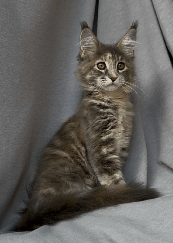 Gina-Female - Image 19
