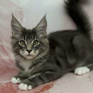 Franklin-Male