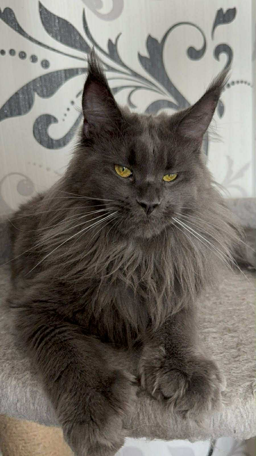 Barbara-Female - Image 3