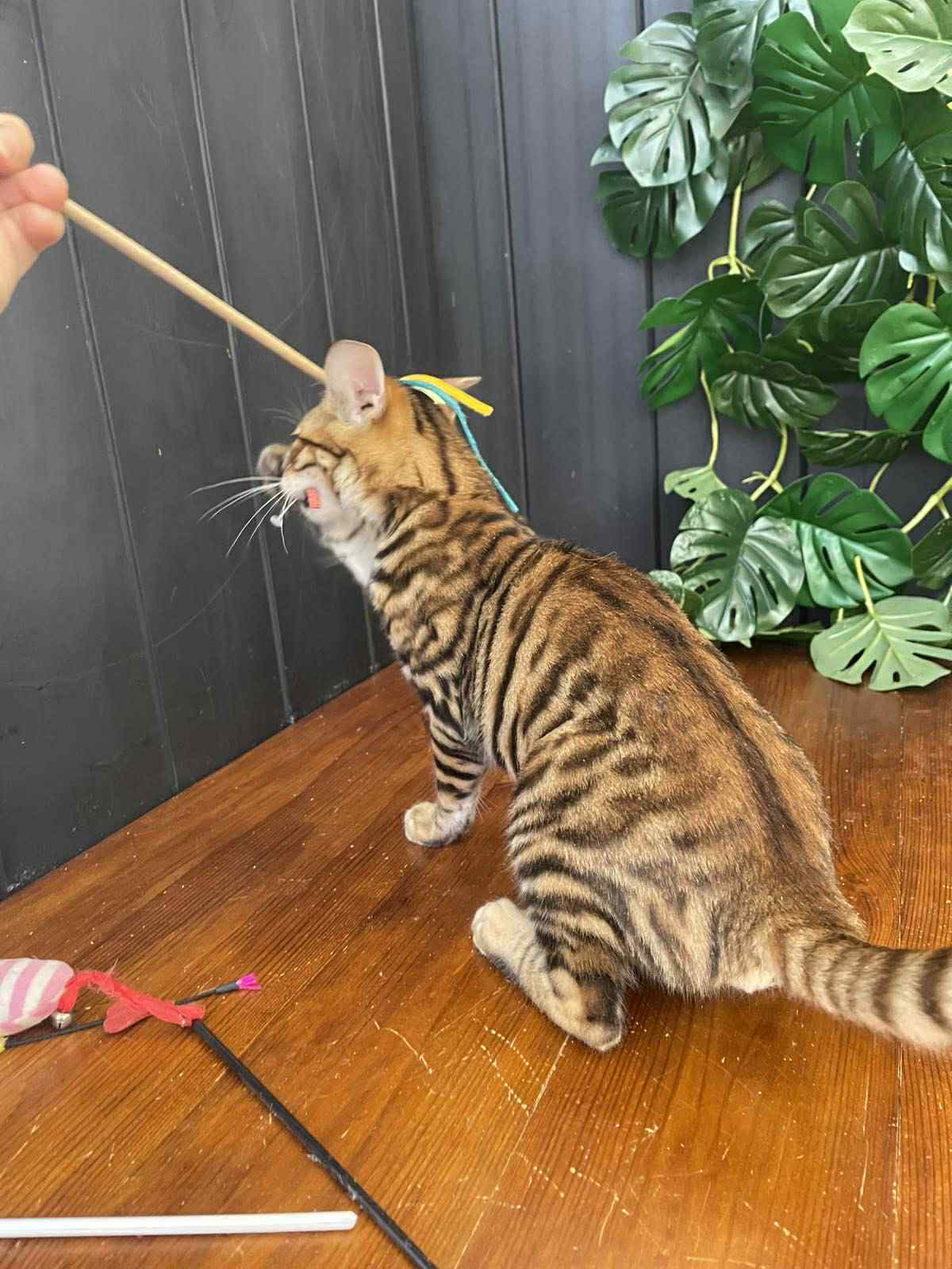 Khymber-Male - Image 10