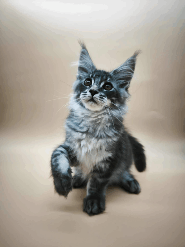 Roy-Male - Image 7