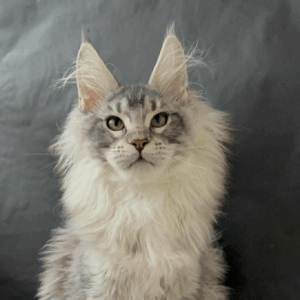 Dilayla-Female
