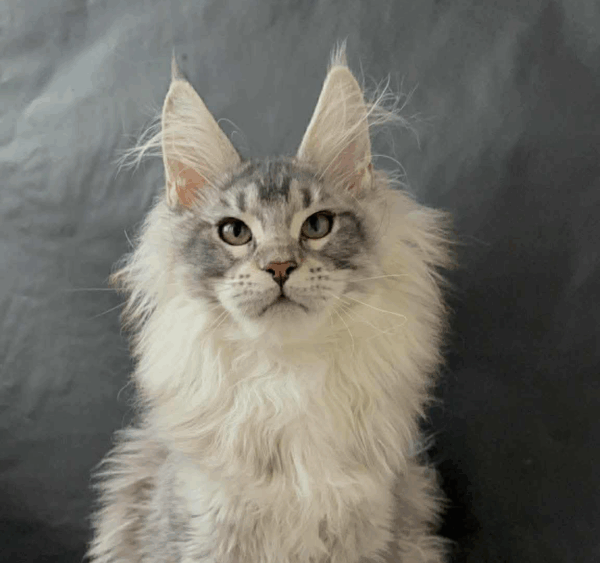 Dilayla-Female